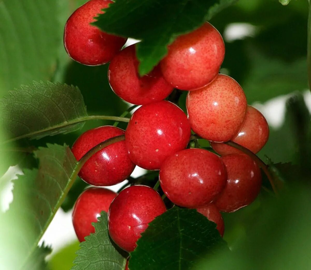 Самоплодные сорта вишни для средней полосы. Черешня колонновидная Хелена. Черешня Краснобокая сорта.