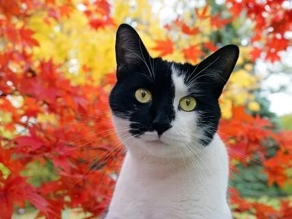 Кошка х