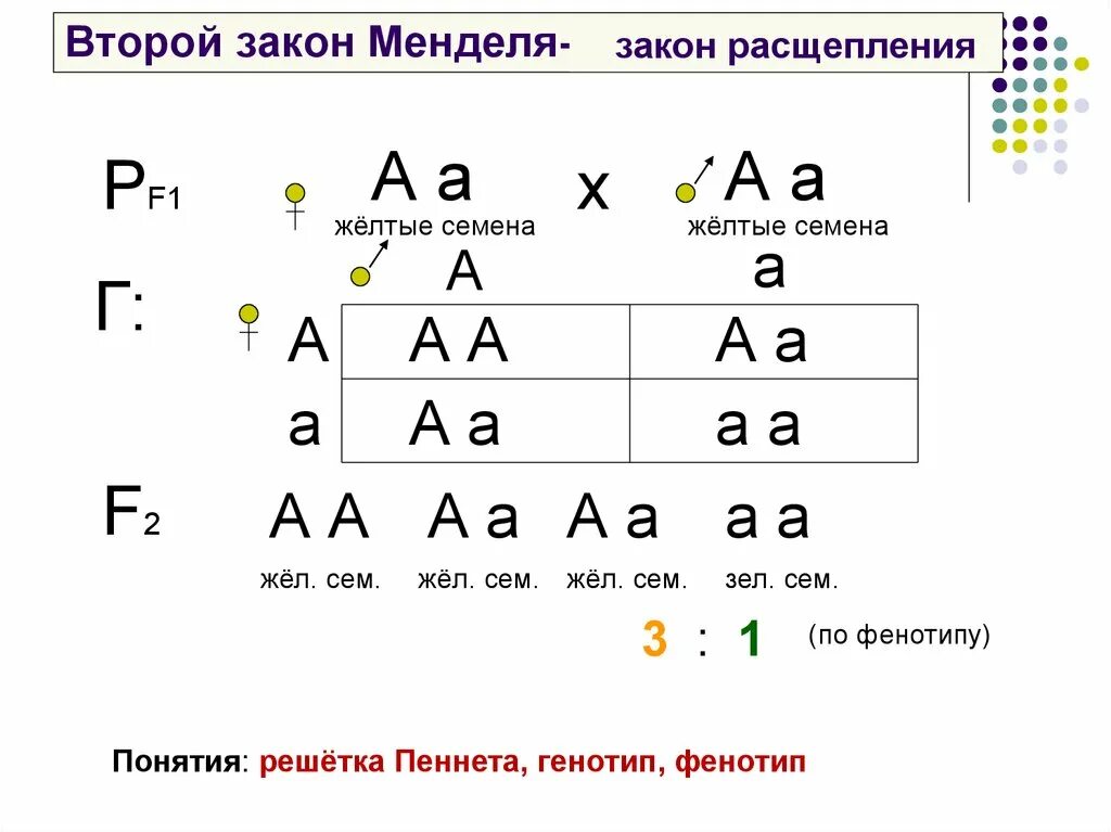 Расщепление по генотипу 2 закон менделя. 2 Закон Менделя генетика. 3 1 Закон Менделя закон единообразия. 1 Закон Менделя генетика. Первый закон Менделя биология кратко.