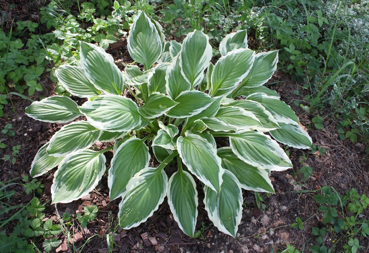 Хоста антиох. Хоста антиох (hosta antioch). хоста гибридная антиох. хоста гибридная antioch. хоста белоокаймленная.