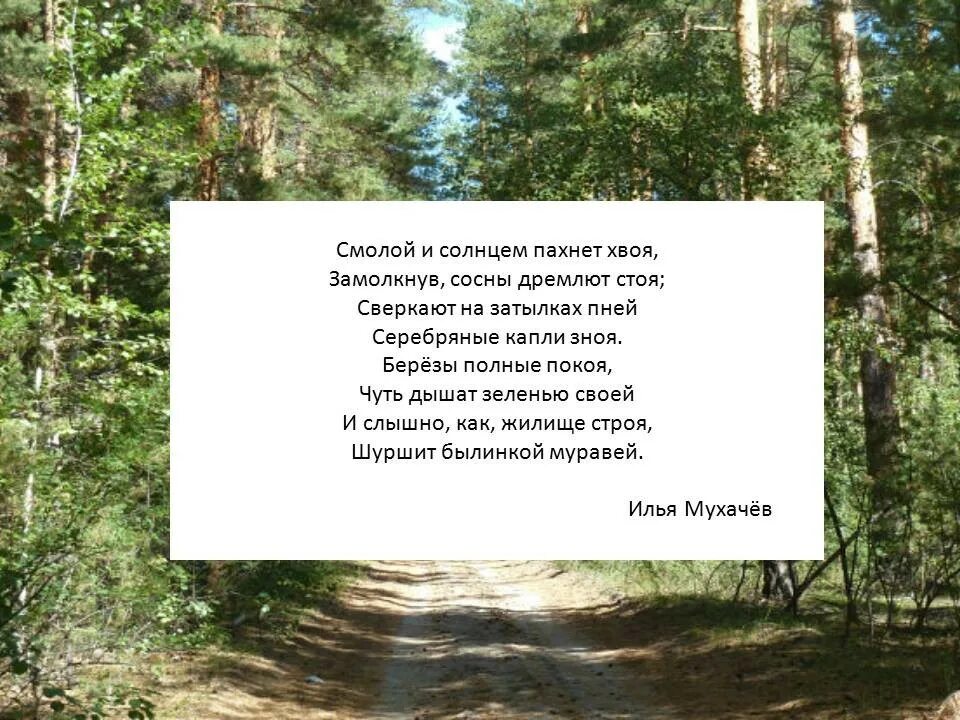 Парке пахнет хвойной тишиной. Лесные богатства Алтая. Запах хвойного леса. Пахнет хвоей пахнет лесом. Сообщение о лесах Алтайского края.