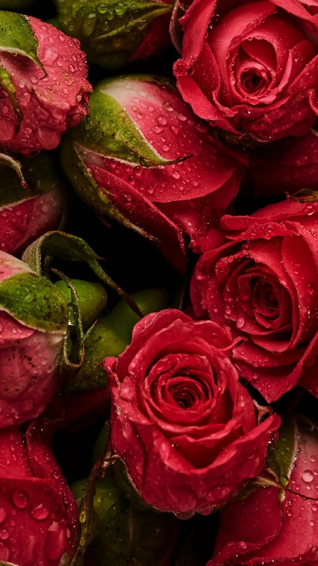 Роскошные цветы. Обои на телефон цветы. Красивые розы. Обои на телефон розы. Розы на телефон вертикальные