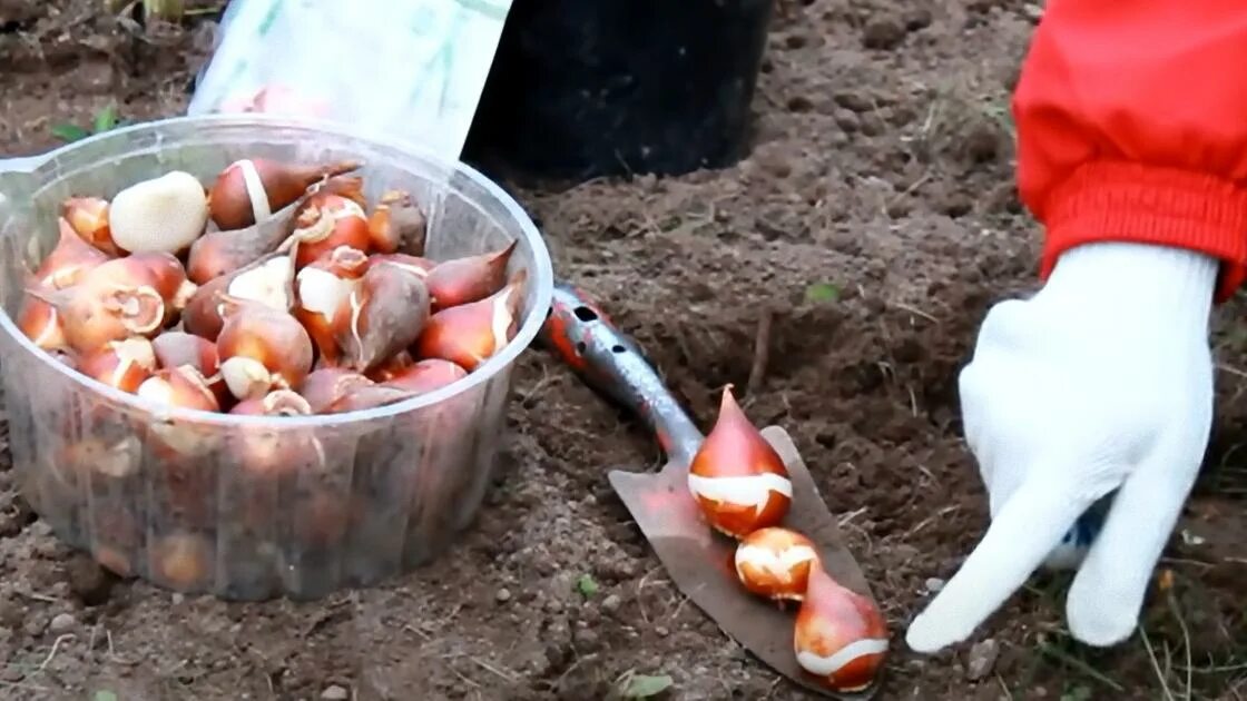 Сроки посадки тюльпанов осенью. Посадка тюльпанов осенью в открытый грунт. Посадка тюльпанов весной. Посадка тюльпанов в корзины для луковичных осенью. Тюльпаны посадка осенью в открытый.