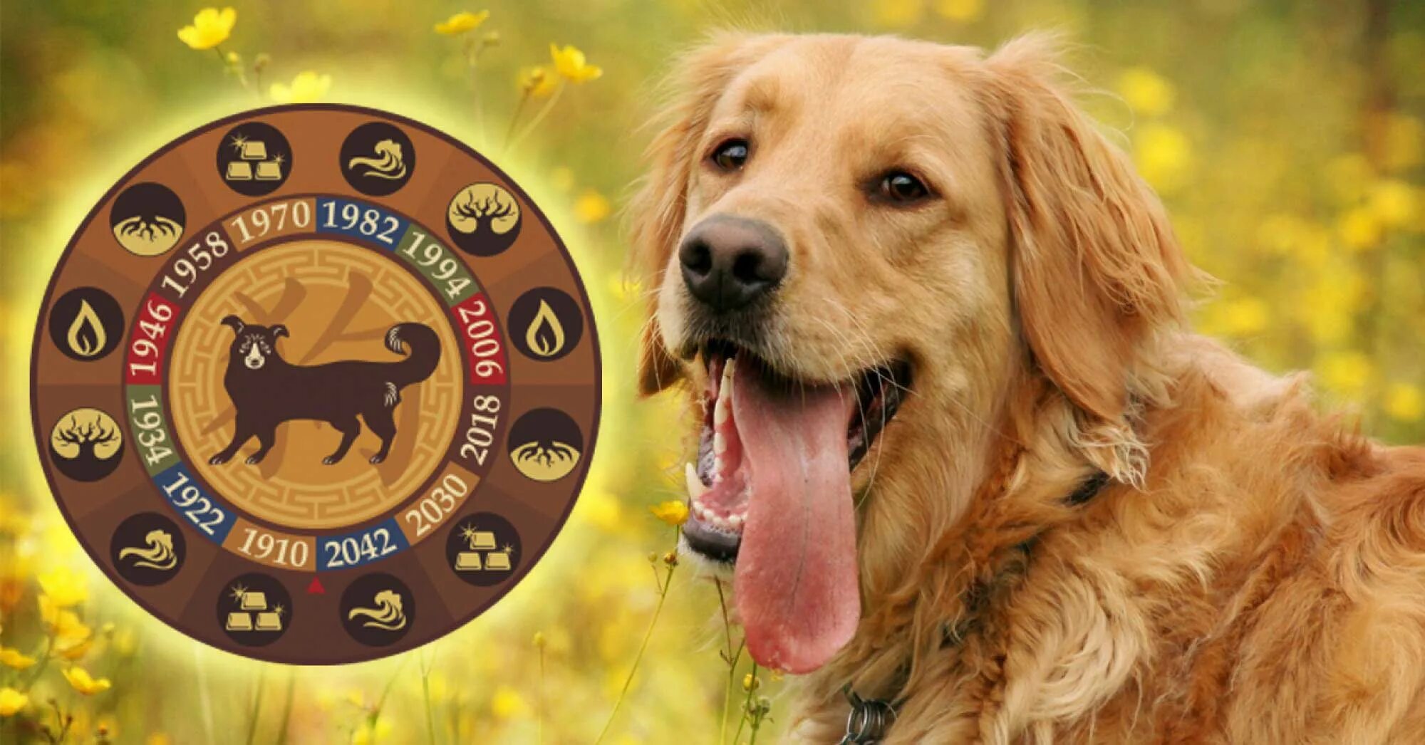 Гороскоп рожденных в год собаки. Год Земляной собаки. Знаки зодиака собаки. Желтая Земляная собака. Собака (китайский Зодиак).