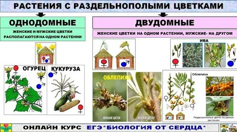 Неофемели биология