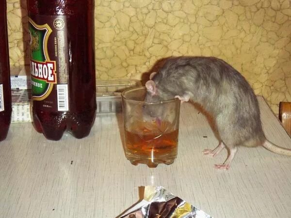 Пьяная крыса. Крыса с бокалом. Мышка с пивом. Бухая крыса. Крыски пьют.