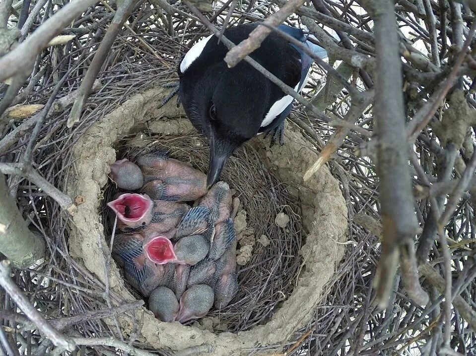 где живет 40. сорока описание птицы для детей. чем питается сорока. краткая информация о сороке. гнездо сороки птица.