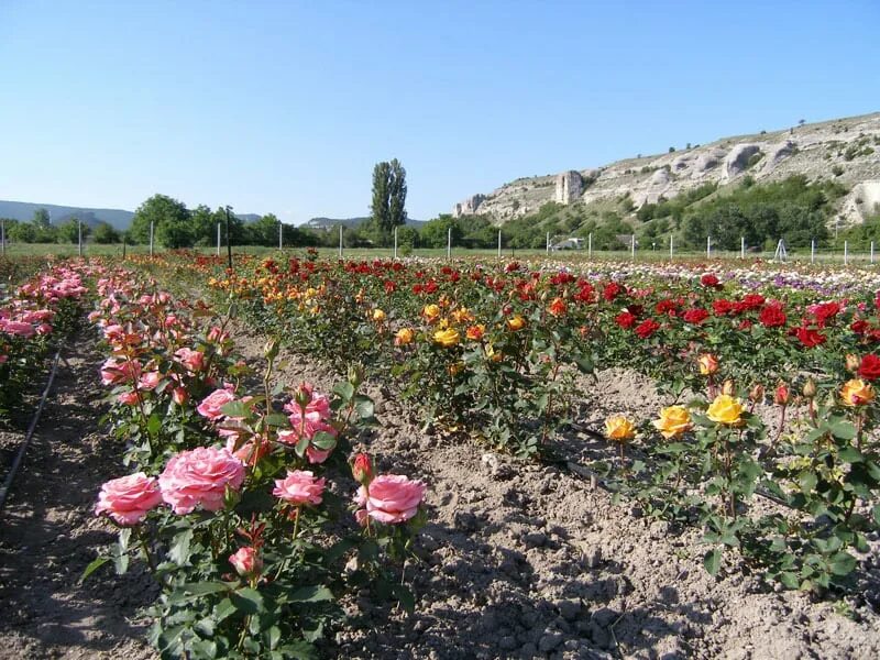 Питомник роз в крыму. Розы Крыма Сергея Овчарова. Питомник Сергея Овчарова саженцы роз. Крым питомник саженцев Сергея Овчарова.