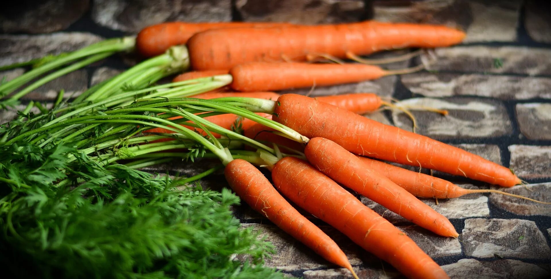 Морковь ранняя ТСХА. Морковь Канада Гавриш. Морковь с ботвой. Юкон морковь. Включи морковочка