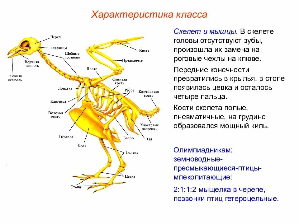 Изучение особенности строения скелета птиц. Скелет птицы пояс передних конечностей. Передние конечности голубя скелет. Скелет птицы сбоку. Кости позвоночника скелета птицы.