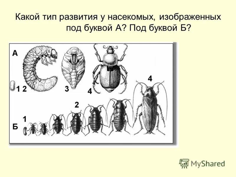 Какие части насекомого изображены