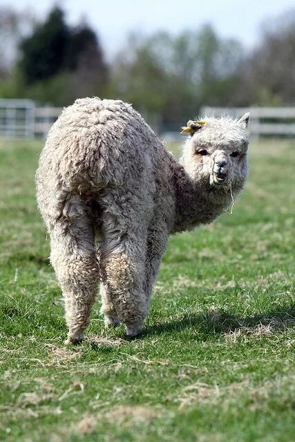 Лама поп. Альпака животное. Лама поп. Лама поп. Альпака рост.