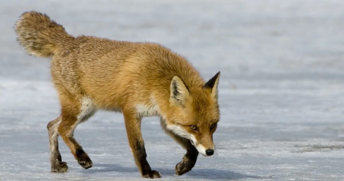 Fox time. Охота лисы. Охотник на Лис. Лиса на охоте.