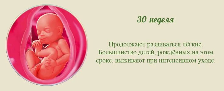 36 неделя беременности какой. Малыш на 30 неделе беременности. Ребёнок в утробе матери 30 недель.