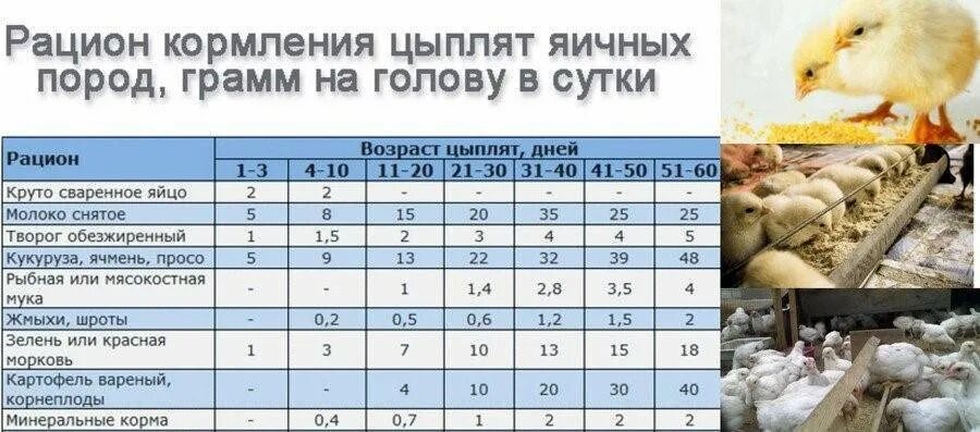 Чем поить цыплят в первый день. Нормы кормления цыплят бройлеров комбикормом. Нормы кормления цыплят несушек таблица. Рацион питания цыплят бройлеров суточных. Норма корма для птенцов бройлеров.