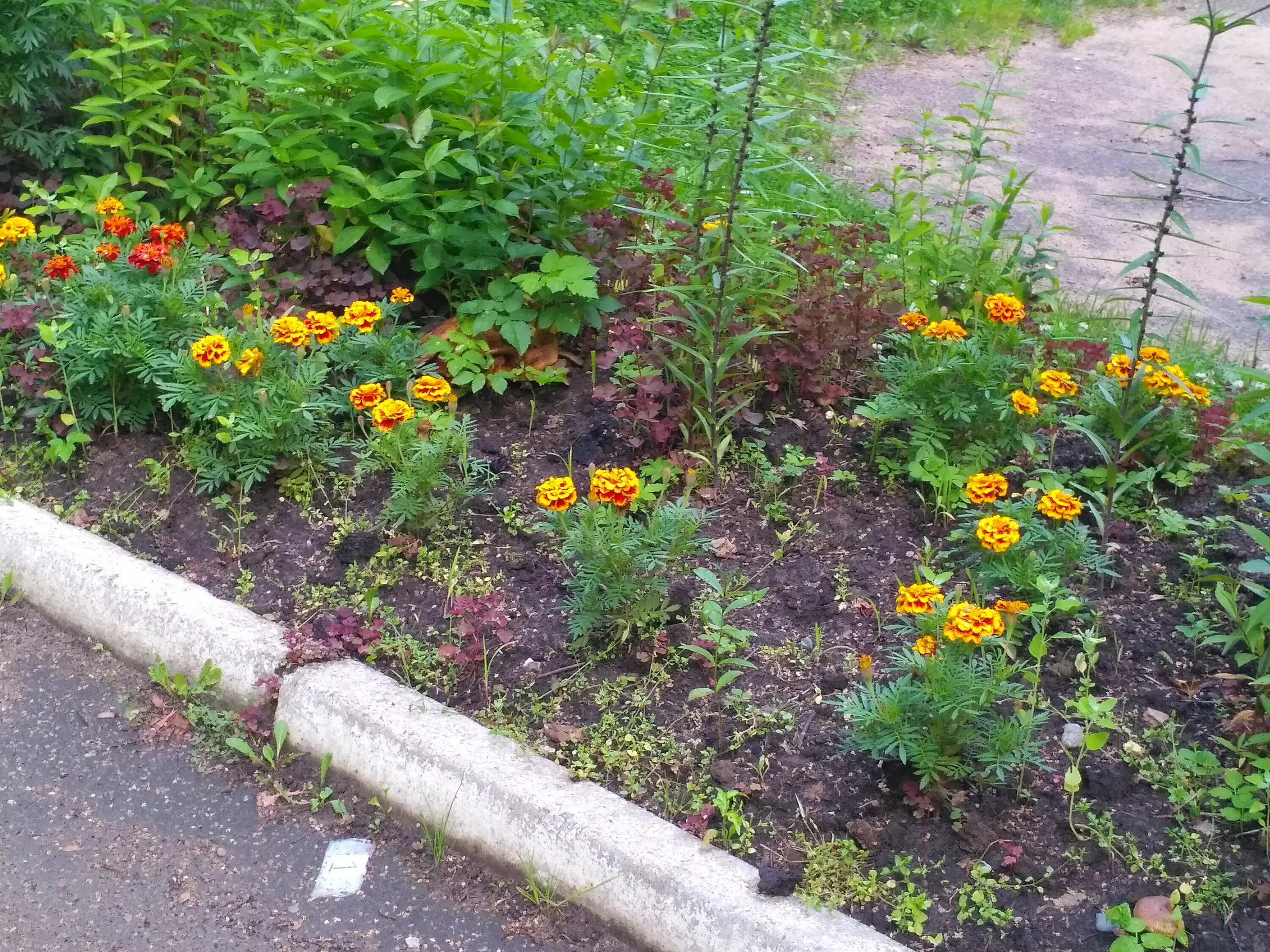 Где сажать бархатцы в огороде. Бархатцы петунии клумба бархатцы. бархатцы солнышко клумба. клумбы с чернобривцами. гацания и бархатцы.