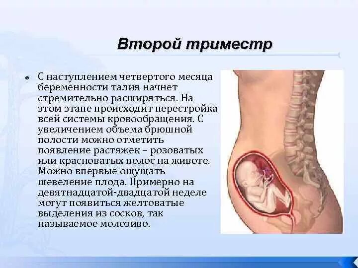 Как проходят триместры. 1 И 2 триместр беременности. Второй триместр беременности. Триме тры беременности. 1 Триместр беременности.