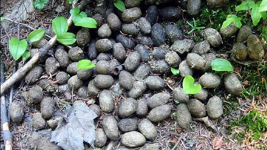 Лес какашка. Лес какашка