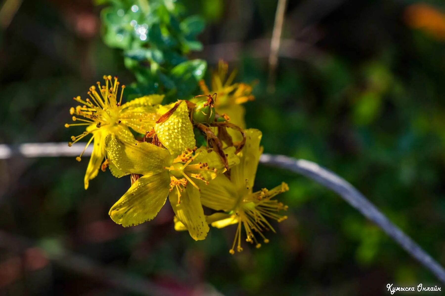 Зверобой чашечковидный. Зверобой пятнистый (Hypericum maculatum Crantz). Зверобой Монбре. Зверобой продырявленный осень. Зверобой 2024