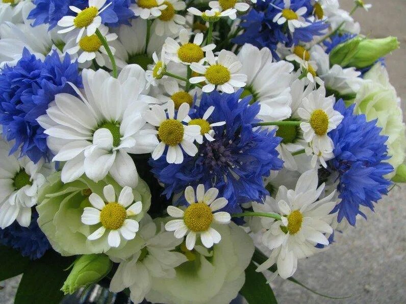 букет ромашки васильки. букет ромашек и васильков полевых. ханс эмменеггер букет васильков. красивые букеты с ромашками и васильками. букетик васильков.