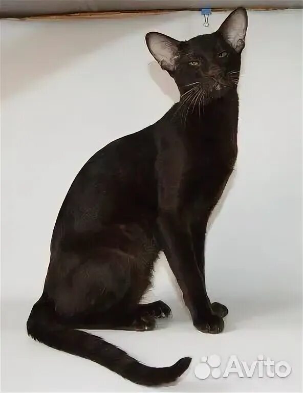 Отдал ориентала. Ориентал кошка черепаховый окрас. Ориентала в добрые руки. Ориентальная кошка черная. Отдал ориентала.