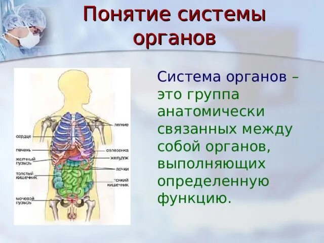 Строение и жизнедеятельность органов и систем органов. Системы органов. Организм человека с названиями органов. Строение внутренних органов. Внутреннее строение тела человека.