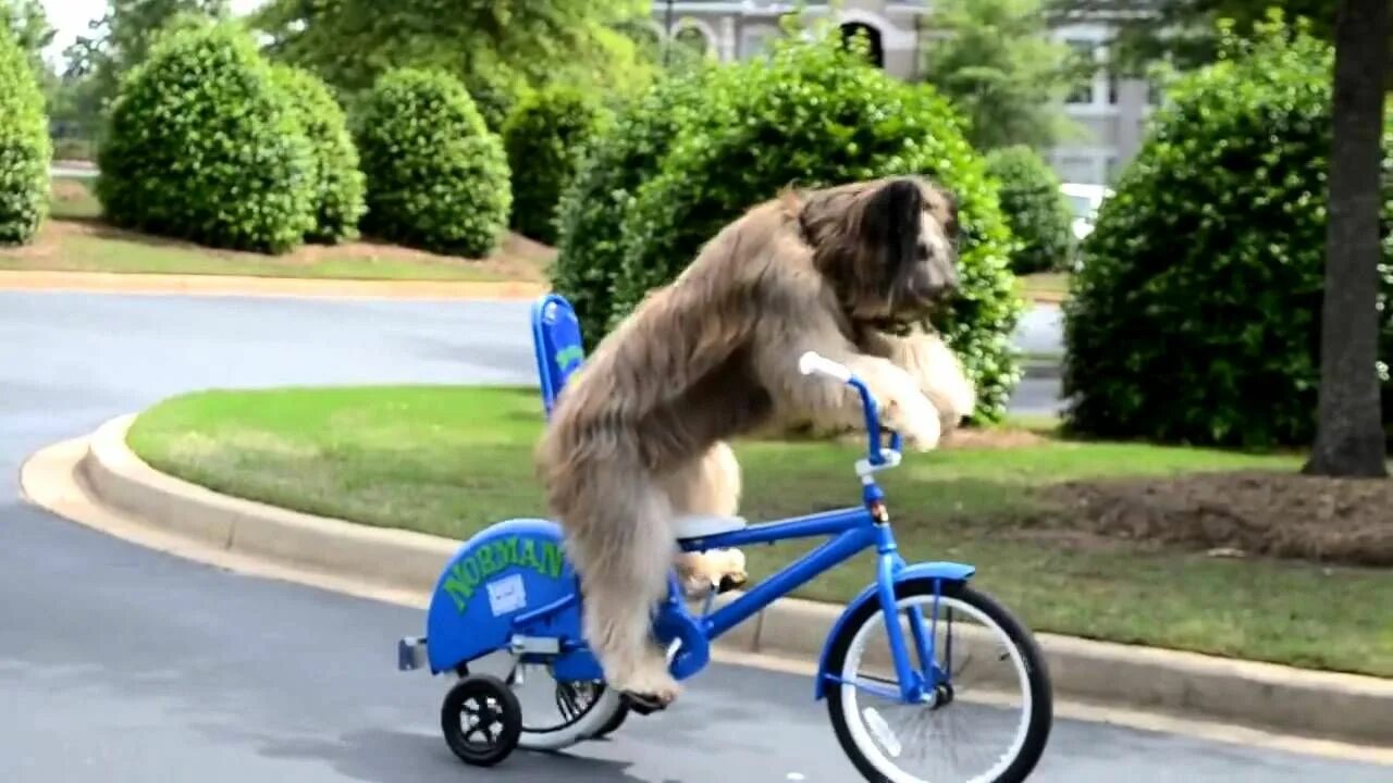 Cycling animals. Собака на велосипеде. Собачий велосипед. Мохнатый велосипед. Собака едет на велосипеде.