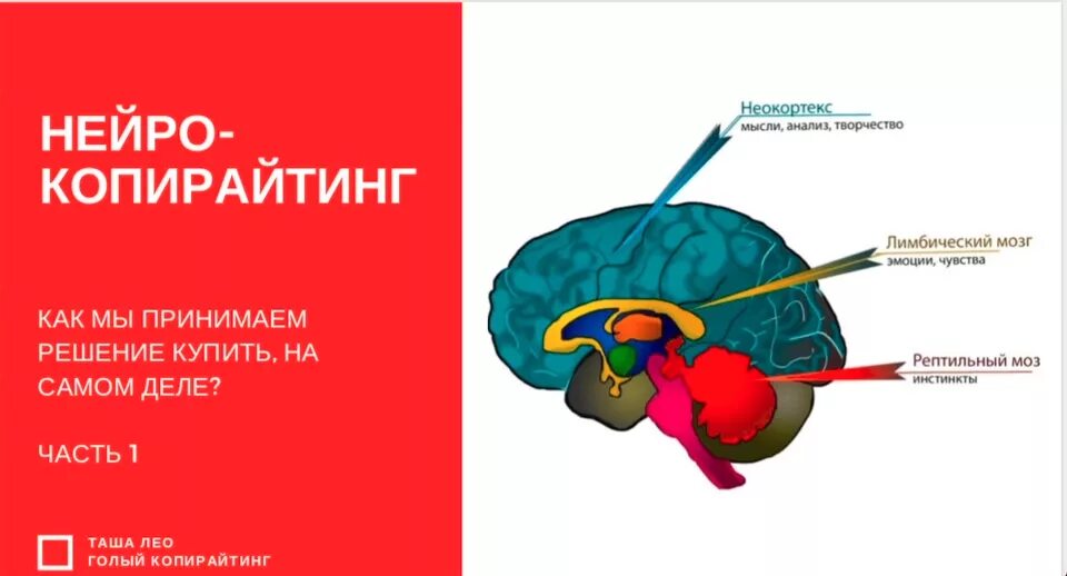 Рептильный лимбический неокортекс 3 части. Рептильный мозг. Рептильный мозг и неокортекс. Древний рептильный мозг. Рептильный мозг неокортекс