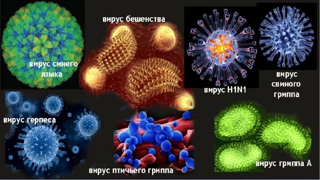 Представители вирусов биология. Различные вирусы. Вирусы названия. Разные вирусы. Вирусы биология.