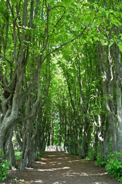 Дендрарий лосс липецкая область. Дендропарк лосс. Мещерский дендрологический парк. Мещерский дендрарий липецкая. Дендрарий волгодонск питомник.