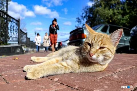 Hello street cat 4chan