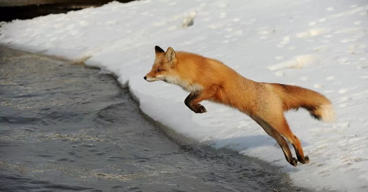 Лисица гонится за косулей скорость лисицы 11. Лиса бежит. Лиса в прыжке. Лиса убегает. Лисица бегает.