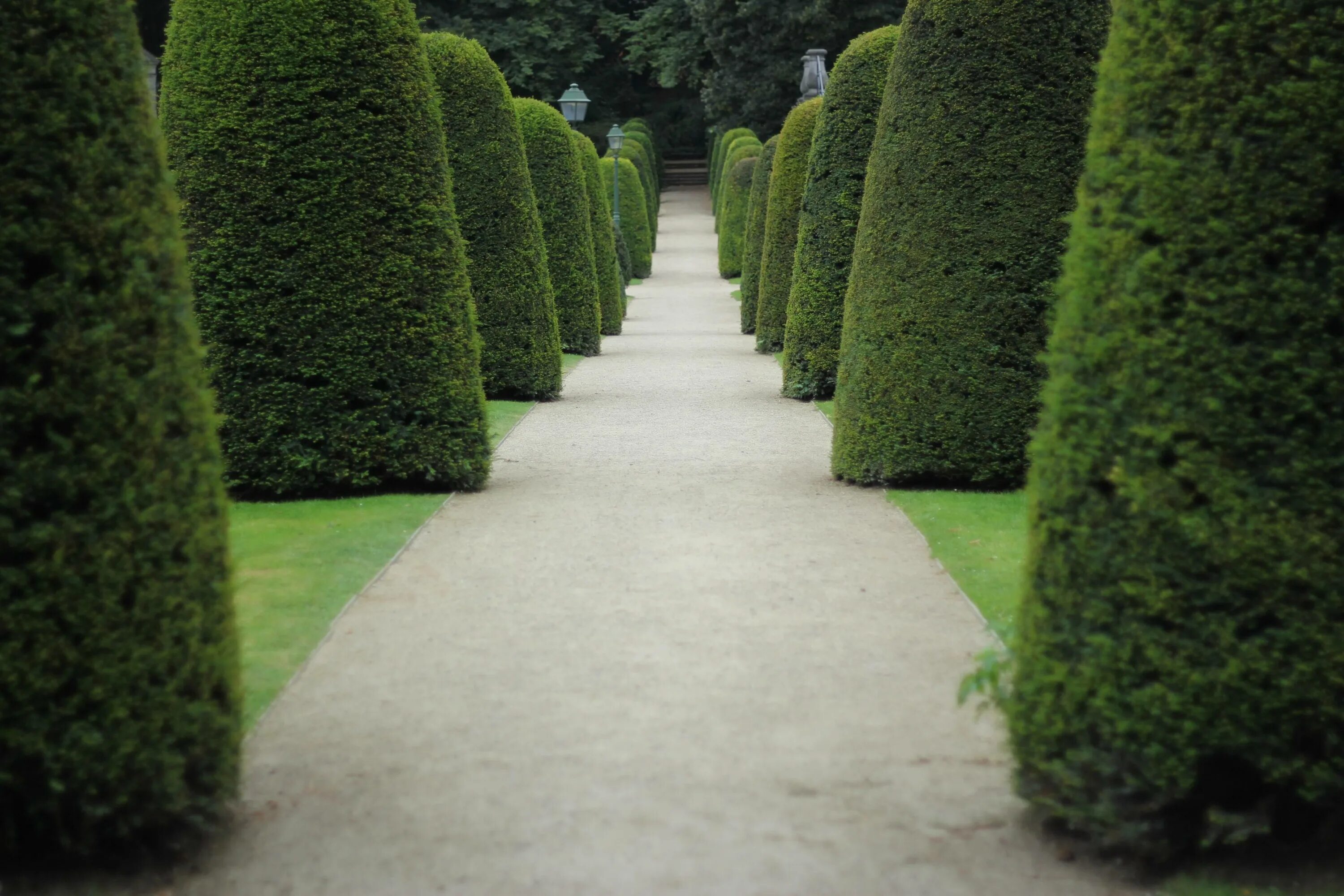 Дерево тис дальневосточный. Вечнозеленые деревья небо фон. Туя пирамидальная смарагд. Вечнозеленое дерево м. Туя западная smaragd.
