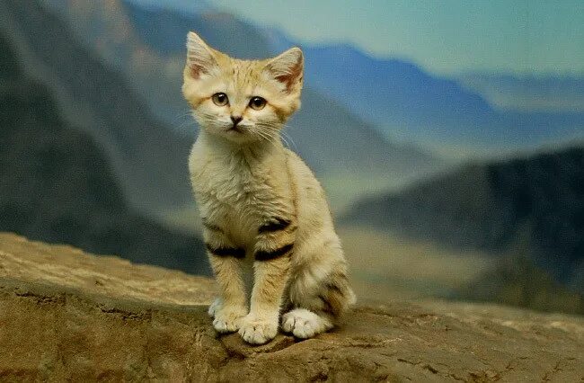 Кошечек быстро. Барханный кот. Песчаная барханная кошка. Бархатная кошка. Африканский бархатный кот.