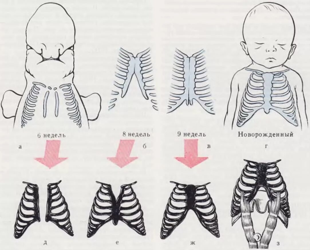 Бочковидная грудная клетка у новорожденного. Грудная клетка грудничка 4 месяца. Грудная клетка у грудничка. Грудная клетка у детей до 1 года. Грудная клетка ребенка 2 года