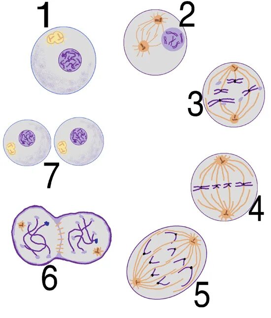 Жизненный цикл митоз мейоз схема. Схема митоза клетки. Митоз рисунок. Митоз задания.