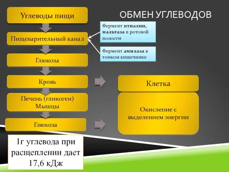 Обмен углеводов схема. Этапы углеводного обмена в организме. Этапы углеводного обмена схема. Обмен углеводов в организме человека схема. Как происходит обмен углеводов