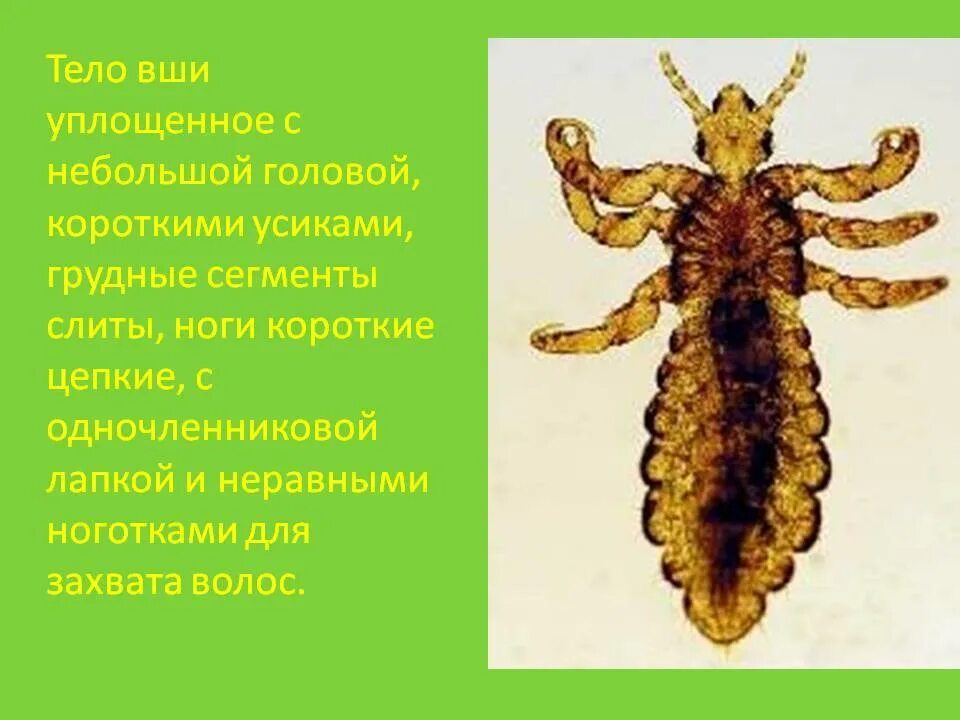 Вши текст