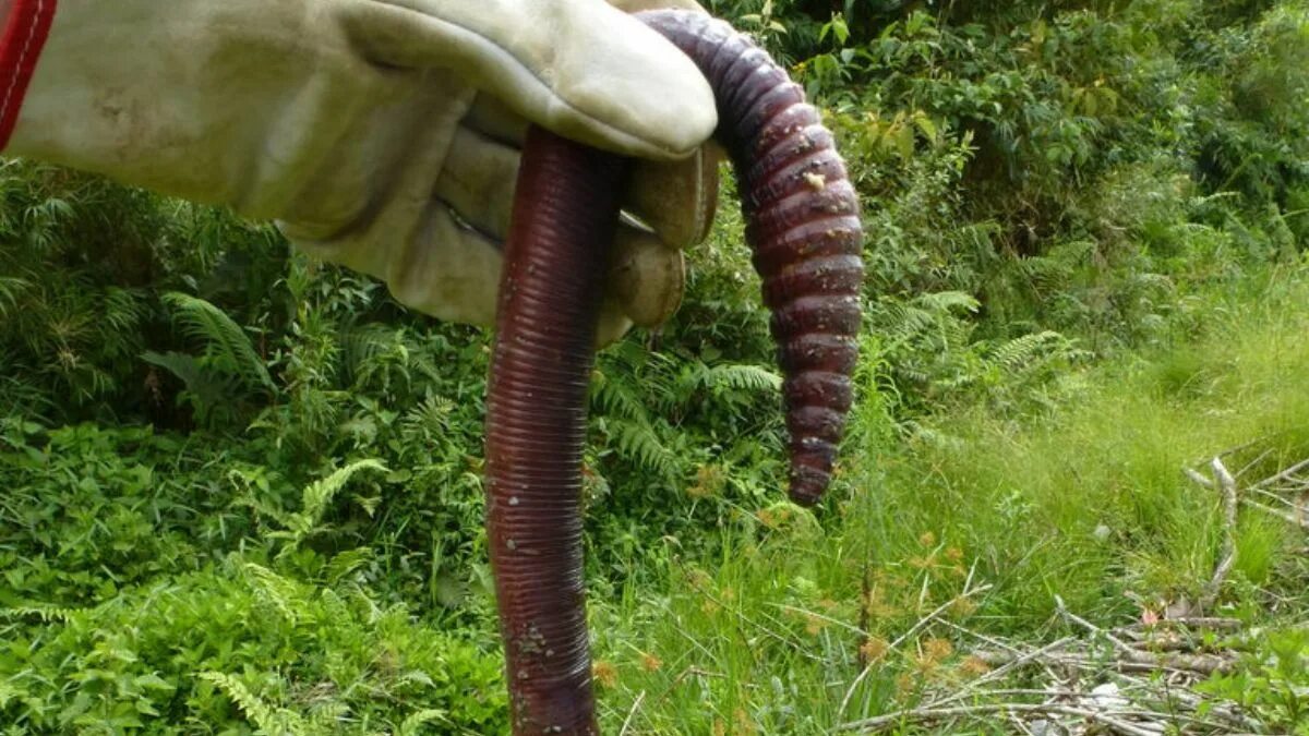 Самой большой червь. Гигантский австралийский дождевой червь (Megascolides Australis). Австралийский Земляной червь 3 метра. Гигантский кольчатый червь австралийский.
