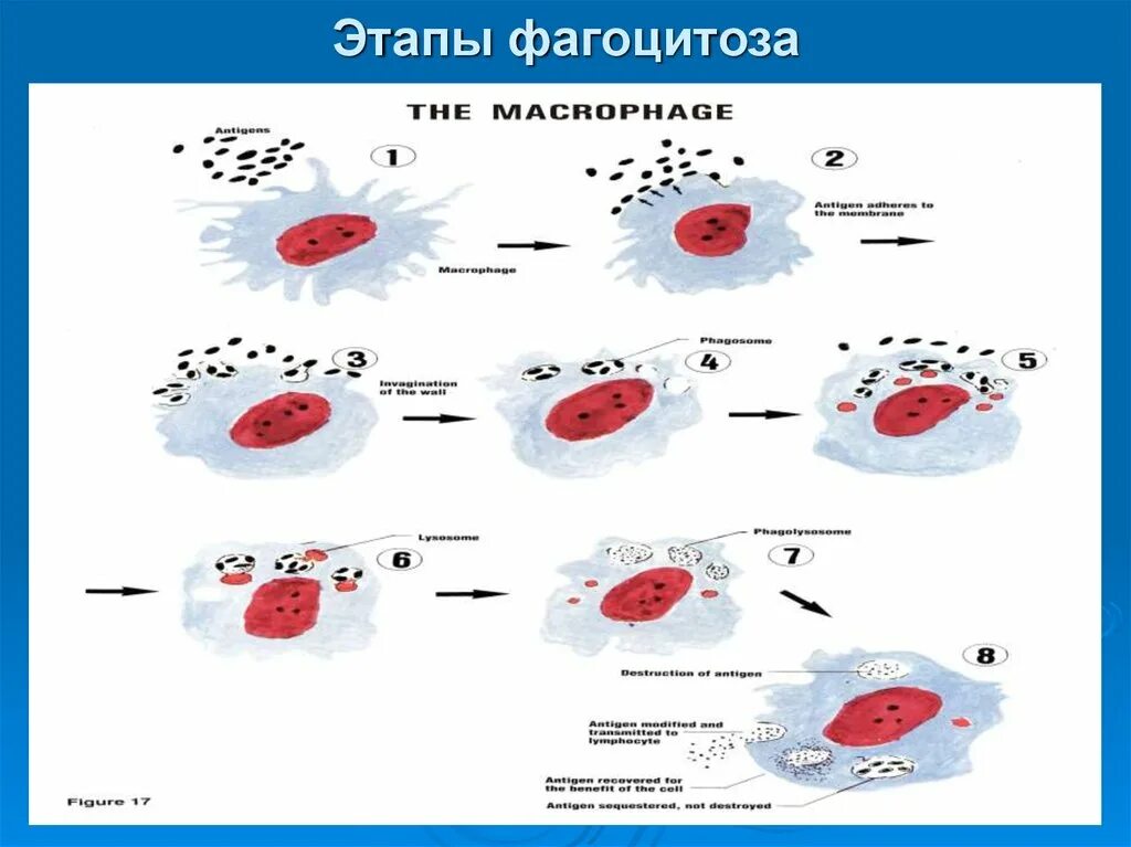 Этапы хемотаксиса и фагоцитоза. Фагоцитоз строение. Стадии фагоцитоза.