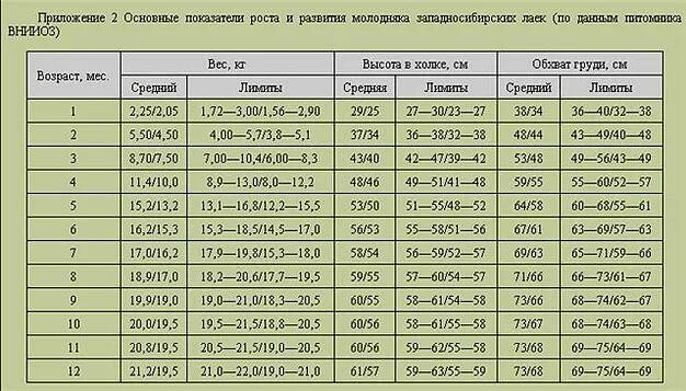 Вес лайки. Таблица роста щенка немецкой овчарки. вес щенка русско европейской лайки в 5 месяцев. вес щенка сибирской лайки по месяцам. алабай 2 месяца рост вес.