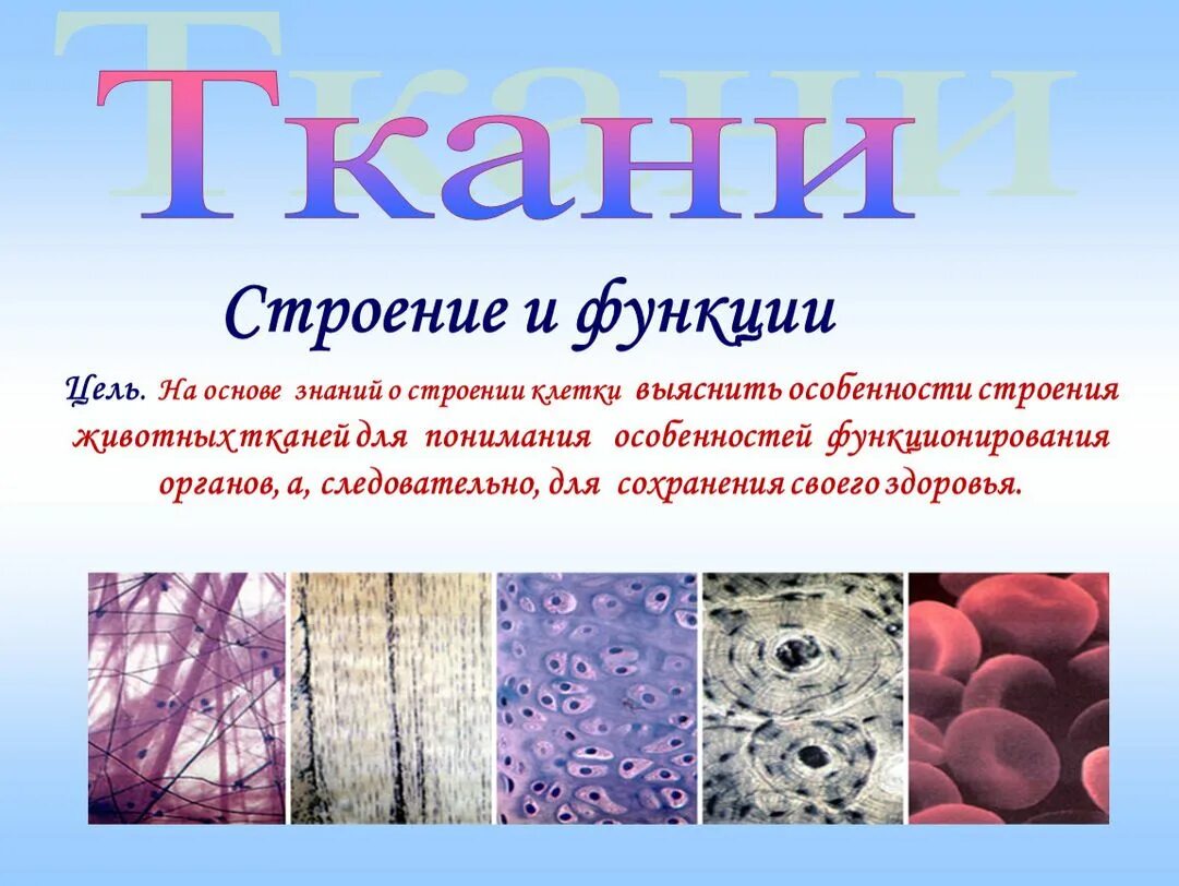 Названия тканей человека. Ткани человека и их функции 8 класс биология. Структура тканей человека. Строение ткани материал. Ткани животных.