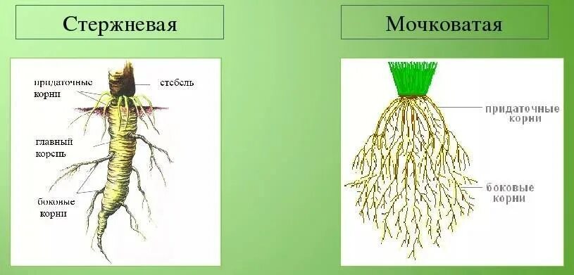 Растения с стержневыми и мочковатыми корнями. Стержневая корневая система и мочковатая корневая. Схема стержневой и мочковатой корневых систем. Растения с мочковатой и стержневой корневой системой. В корневой системе отсутствуют придаточные корни