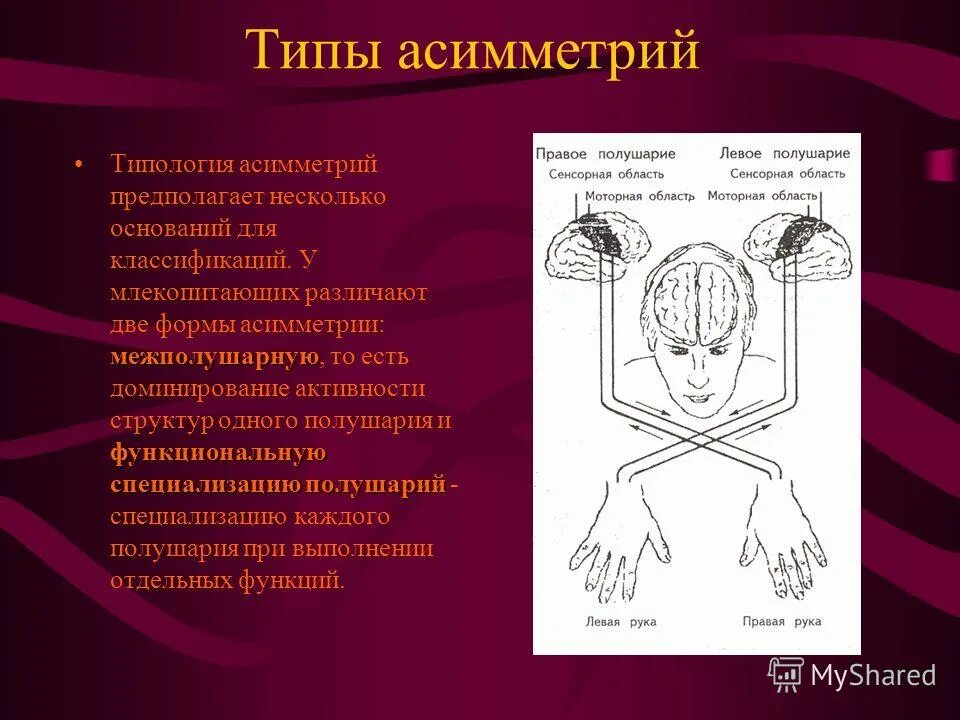 Профиль определение. Типы асимметрий. Функциональная асимметрия. Типы асимметрий. Типы асимметрий.