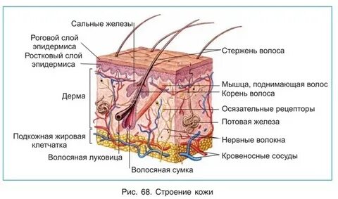 На рисунке изображено строение кожи выберите