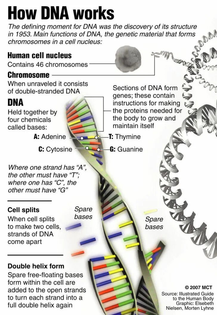 Генная терапия. DNA Worksheets. Клетка ДНК. DNA form.