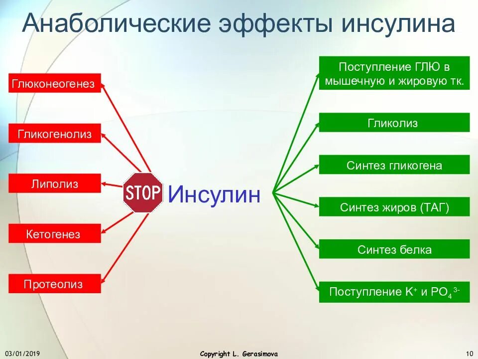 Анаболический эффект это что означает. Анаболический эффект инсулина. механизм анаболического действия инсулина. действие инсулина на белковый обмен. анаболическое влияние инсулина.