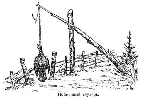 Чертежи ловушки фазана. ЛОВУШКА давилка на глухаря. Капканы самоловы на Кабанов. Петлевые самоловы. Самоловы ловушки капканы силки
