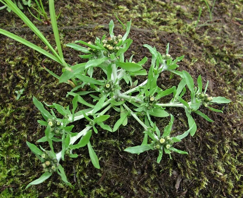 Сушеница болотная. Сушеница топяная (Gnaphalium uliginosum). Сушеница Болотная (Gnaphalium uliginosum). Сушеница топяная, сушеница Болотная. Gnaphalium uliginosum (гнафалиум улигинозум) сушеница топяная.