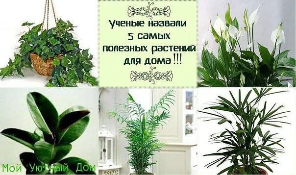 Самые нужные растения. Полезные комнатные растения. Название домашних растений. Самые полезные домашние растения. Самые аллергенные домашние цветы.